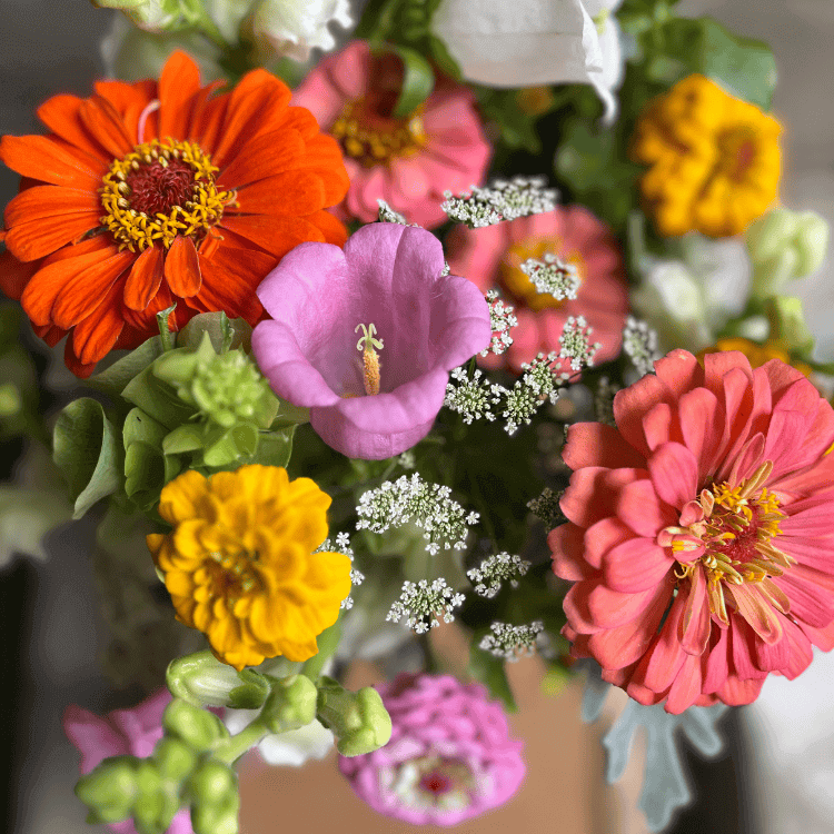 cheerful floral arrangement with orange, yellow and pink zinnias and airy ammi and pink bellflower 